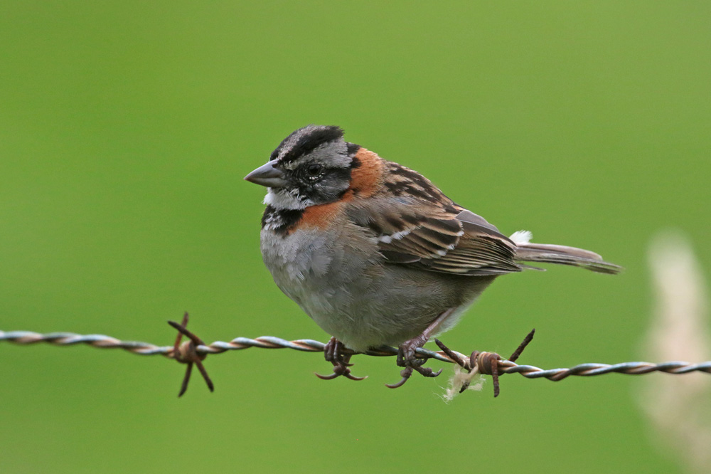 Rufous-collared Sparrow